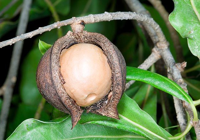 Macadamia ( integrifolia)