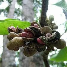 MAGNOLIA AMARELA ( Michelia champaca)