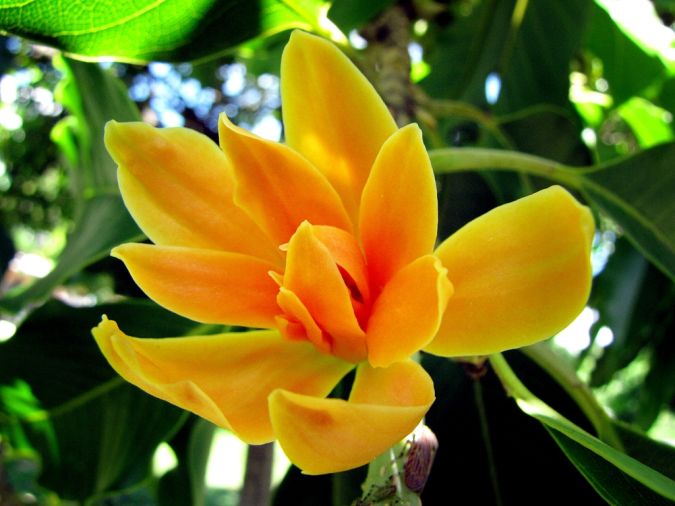 Sítio da Mata - MAGNOLIA AMARELA (Magnolia champaca) 