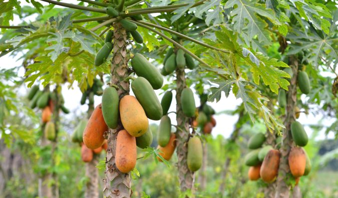 mamao  formosa     carica  papaya