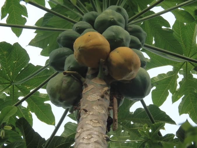 mamao  papaya      carica  papaya