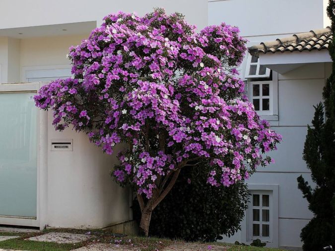 Manaca Da Serra (Tibouchina mutabilis)