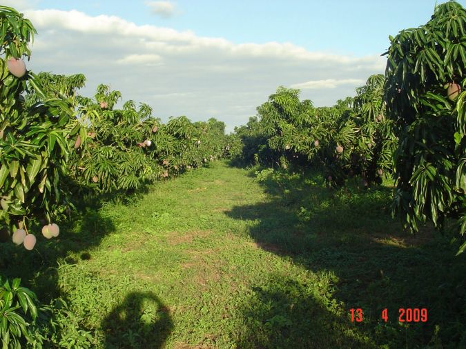 Manga Bourbon (Mangifera Indica