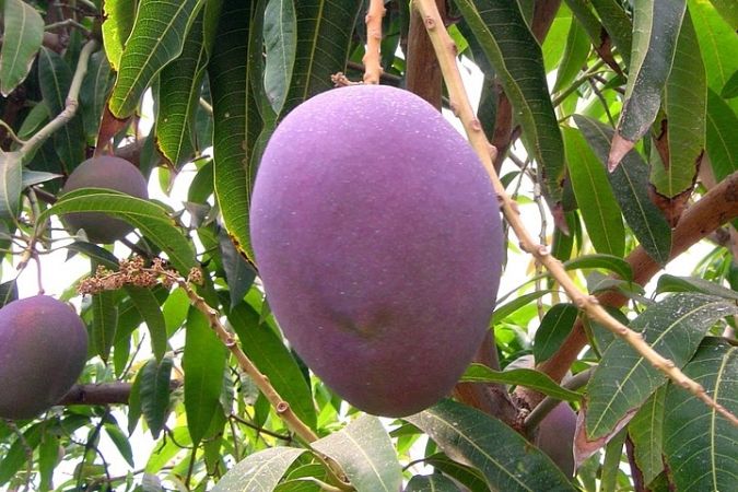 Manga Haden (Mangifera Indica)