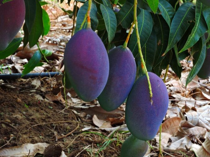 Manga Palmer (Mangifera Indica)