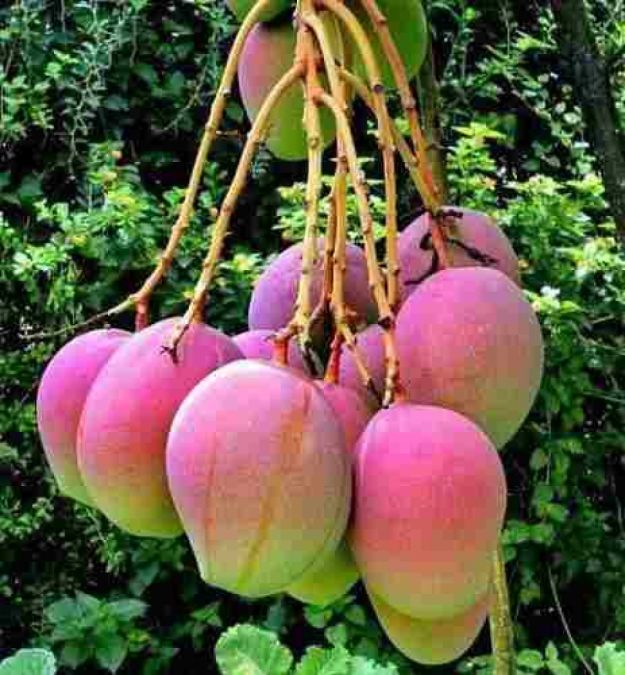 Manga Rosa (Mangifera Indica)