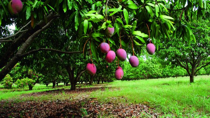 Manga Tommy Atkins (Mangifera Indica)