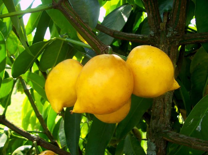 MANGOSTAO AMARELO (Garcinia cochinchinensis)