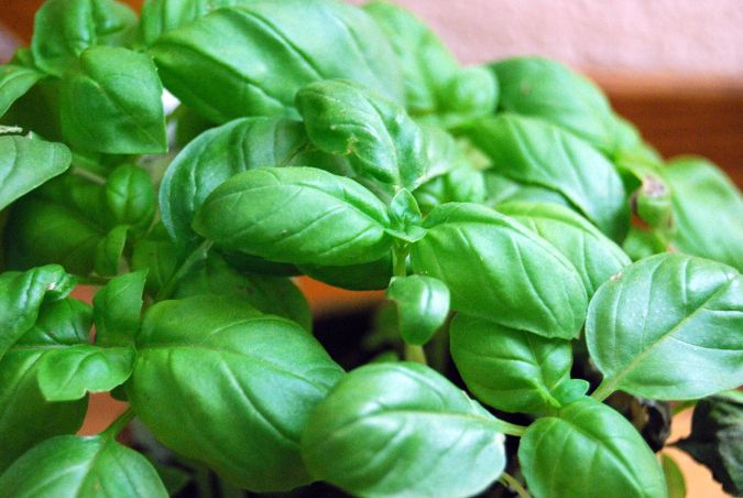 Sítio da Mata - Manjericao Italiano (Ocimum basilicum)