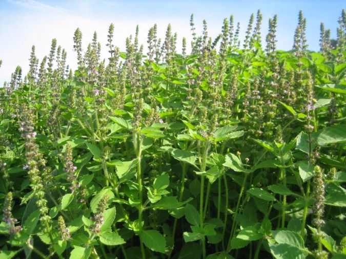 Sítio da Mata - Manjericao Verde (Ocimum basilicum)