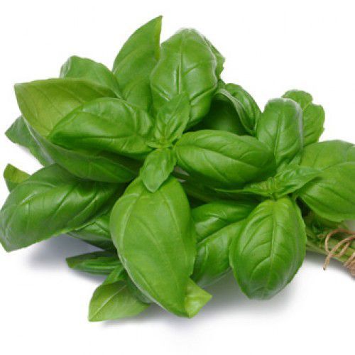 Sítio da Mata - MICROVERDE Manjericão GENNARO DE MENTA