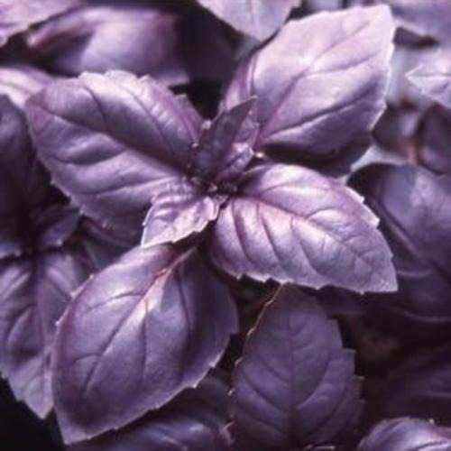 Sítio da Mata - Manjericão Roxo (Ocimum basilicum)