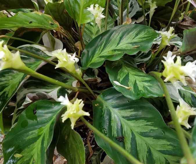 MARANTA FRANJADA (Calathea lietzei)