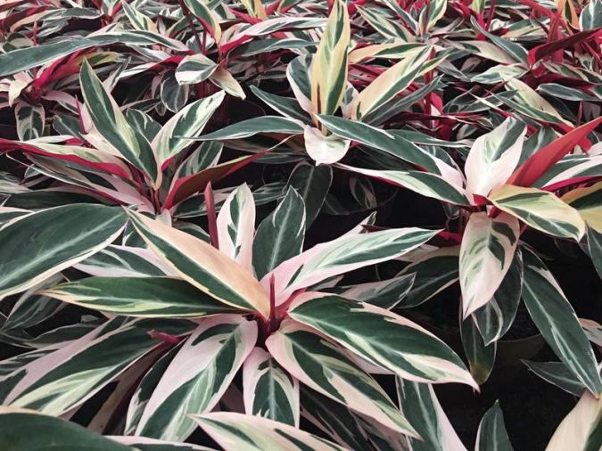 MARANTA TRICOLOR (Stromanthe thalia 'Triostar')