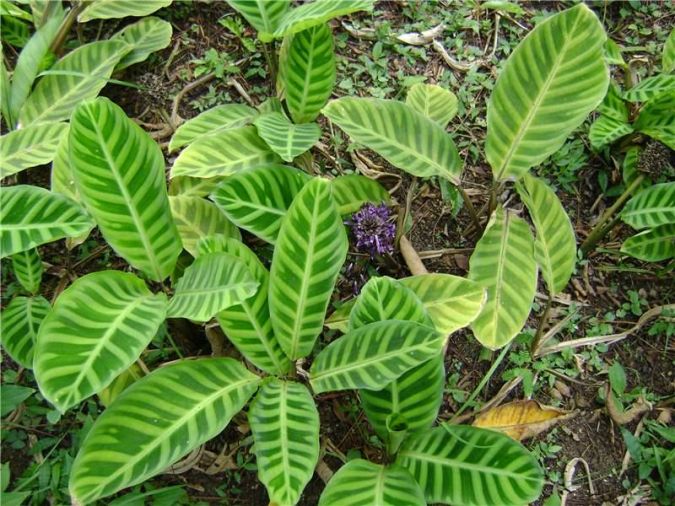 MARANTA ZEBRINA (Calathea zebrina)