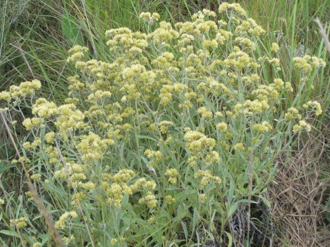 Sítio da Mata - Marcelinha (Achyrocline satureioides) 