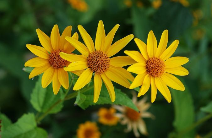 Margarida Amarela (Coreopsis lanceolata)