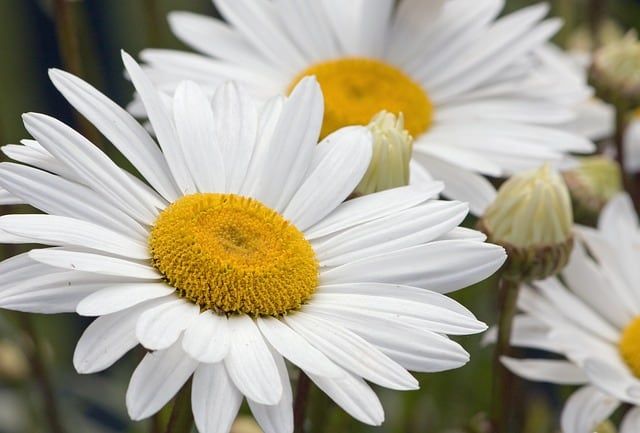 Margarida Branca (Argyranthemum foeniculaceum)