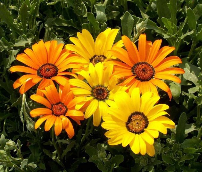 Sítio da Mata - FLORES ORNAMENTAIS MARGARIDA AFRICANA SORTIDA (Dimorphotheca sinuata)