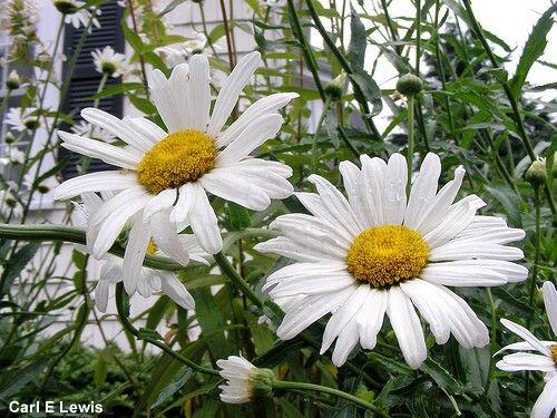 FLORES ORNAMENTAIS Margarida GIGANTE BRANCA (Leucanthemum vulgare)