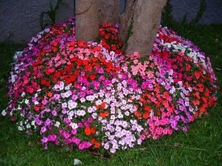 Maria Sem Vergonha  (Impatiens walleriana)