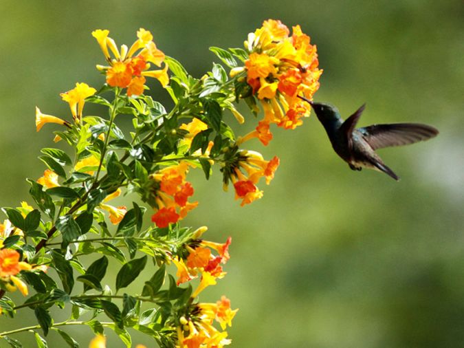 MARIANINHA (Streptosolen jamesonii)