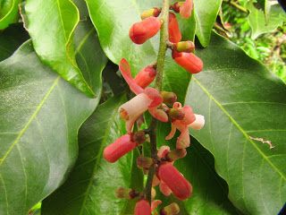 Sítio da Mata - MARINHEIRO DO BREJO (Guarea macrophylla)