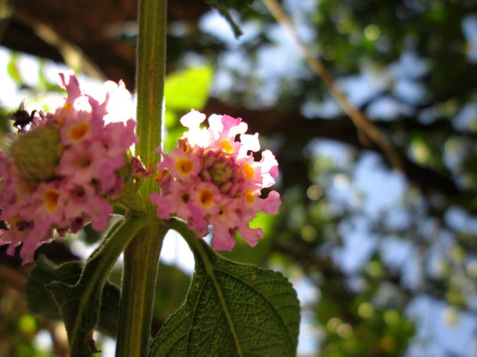 Melissa (Melissa officinalis)