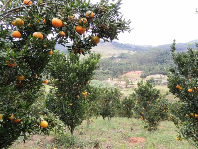 Sítio da Mata - Mexerica ponca (Citrus spp)