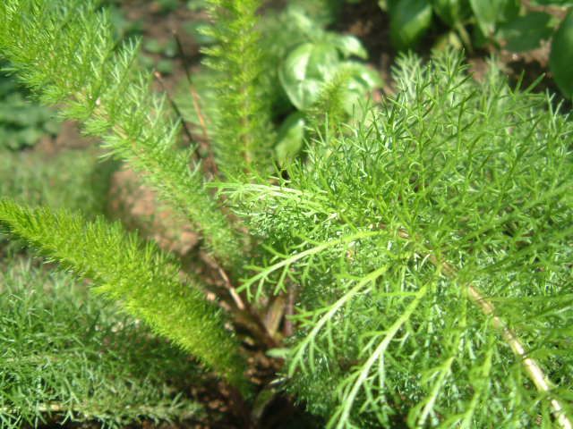 Sítio da Mata - Mil Folhas (Achillea millefolium)