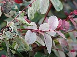 Sítio da Mata - MIL CORES (Breynia disticha)