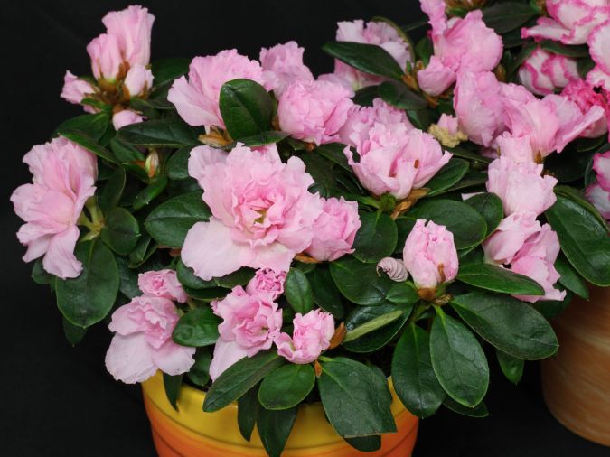 Sítio da Mata - MINI AZALEIA (Rhododrendron simsii)