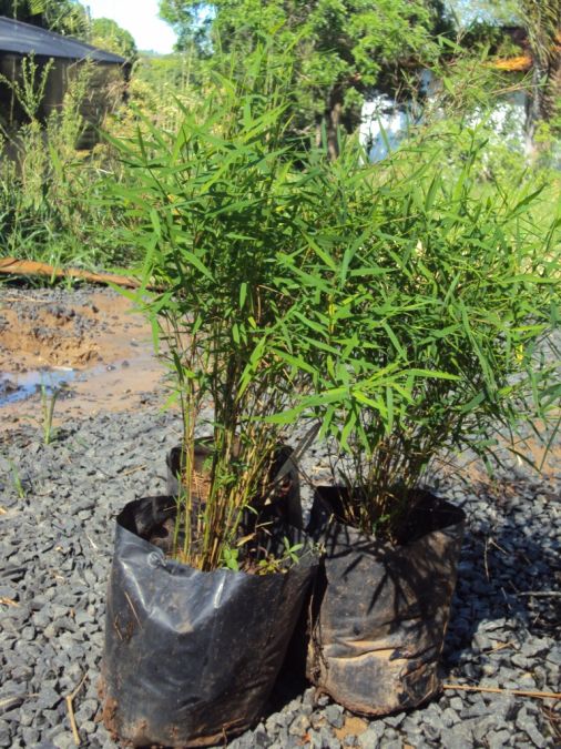 Mini Bambu (Fargesia adpressa)