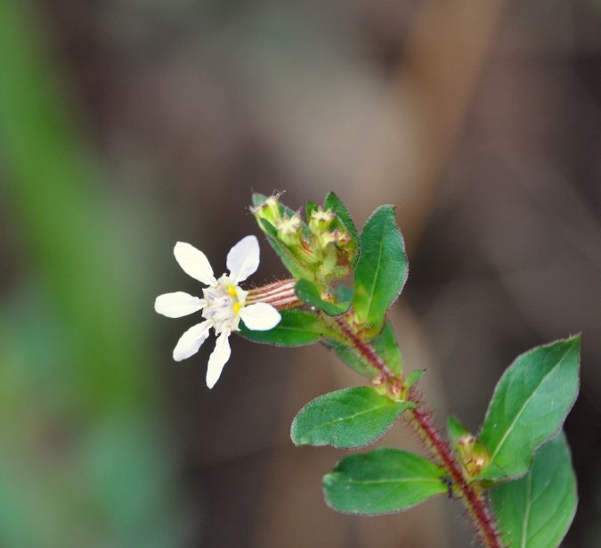 Sítio da Mata - MINI ERICA BRANCA (Cuphea gracillis)