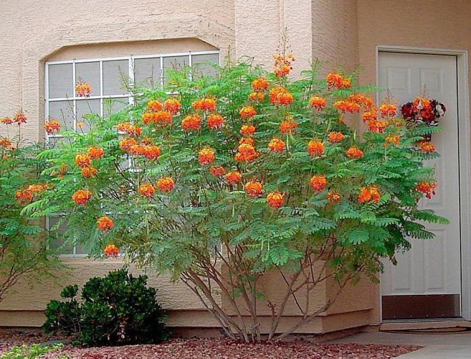 Mini Flamboyant (Caesalpinia pulcherrima)