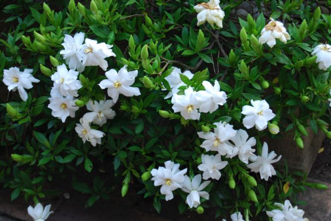 Mini Gardenia (Gardenia augusta)