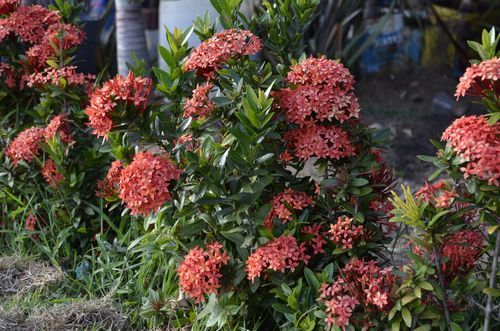 Mini Ixora (Ixora coccinea compacta) 