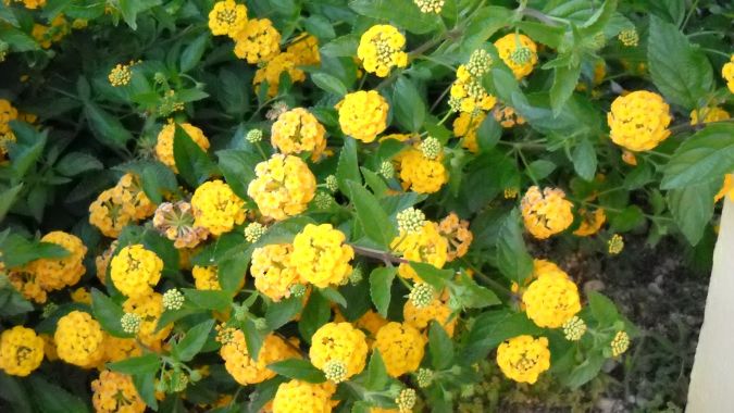 Mini Lantana Amarela (Lantana camara) 