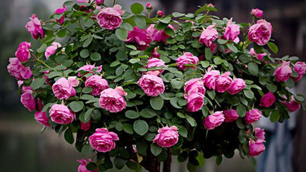 Sítio da Mata - MINI ROSA (Rosa chinensis)