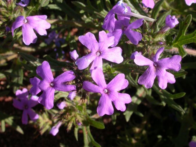 Mini Verbena (Glandularia tenera Spreng.)