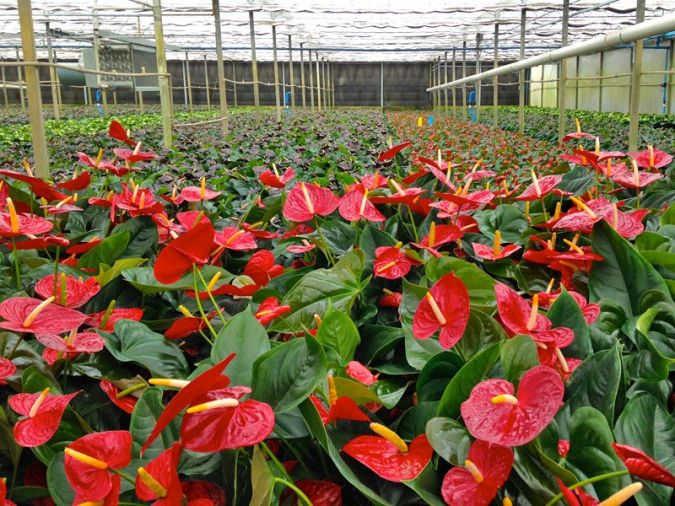 MINI ANTURIO VERMELHO (Anthurium andraeanum)