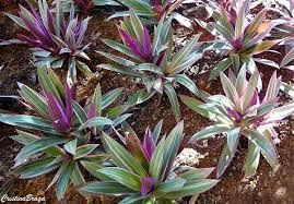 Sítio da Mata - MINI ROYAL (Tradescantia spadothea "Hawaian dwarf")