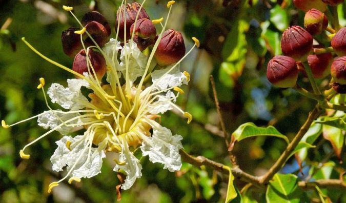 Sítio da Mata - MIRINDIBA ROSA (Lafoensia glyptocarpa) 