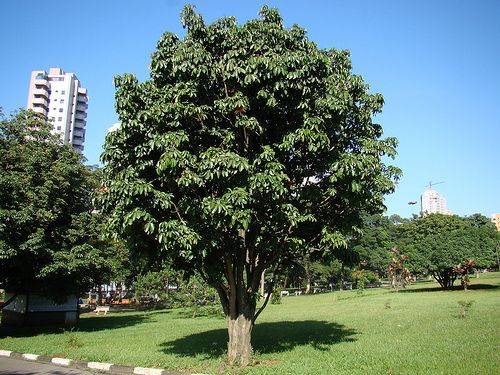 MONGUBA (Pachira aquatica)