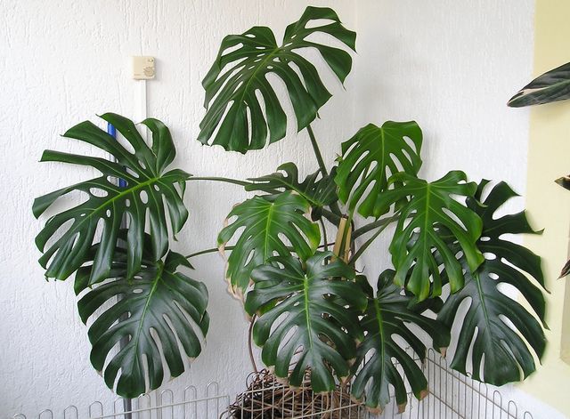 Sítio da Mata - Monstera (Monstera deliciosa) 