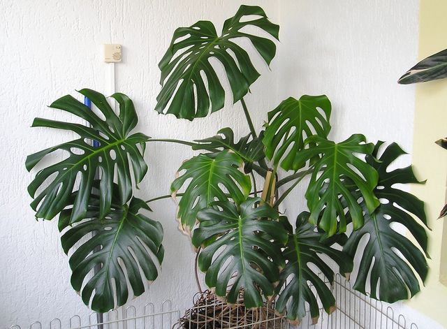 Monstera (Monstera deliciosa) 