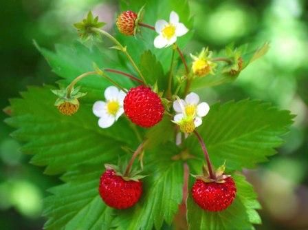 Morango (Fragaria vesca)