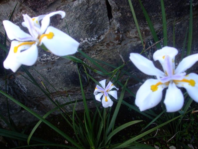 Sítio da Mata - Moreia Branca (Dietes Iridioides)