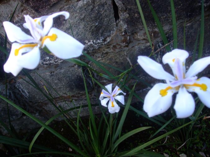 Moreia Branca (Dietes Iridioides)