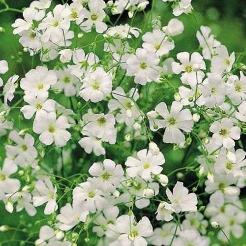 Sítio da Mata - FLORES ORNAMENTAIS MOSQUITINHO BRANCO (Gypsophila elegans)